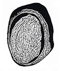 Thumbnail photograph